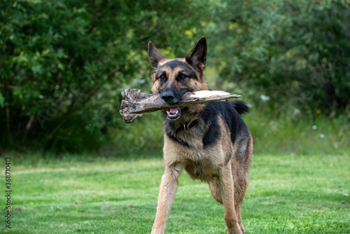 Adorable German Shepard dog playing with a stick on green grass in the summertime. 