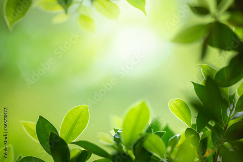 Fresh green leaf under sunlight for nature on blurred and bokeh background with copy space for text.