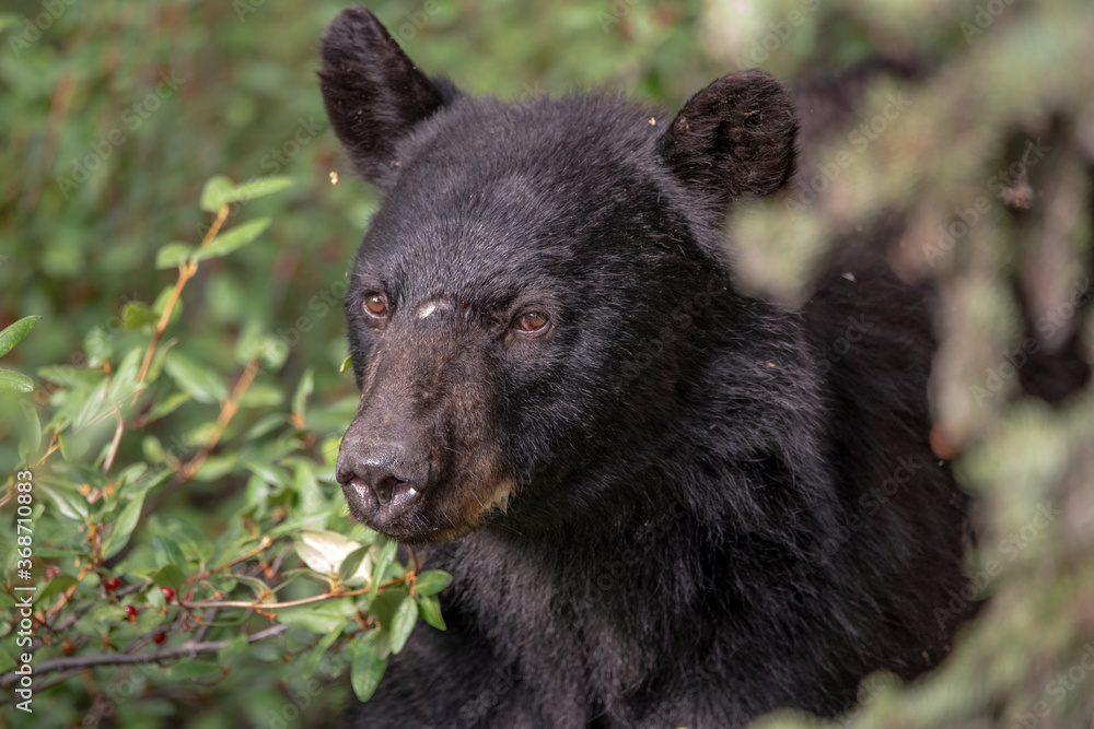 Young black bear in between berry patches during the summertime. Taken in Yukon Territory, Northern Canada. Young black bear in between berry patches during the summertime. Taken in Yukon Territory, Northern Canada.