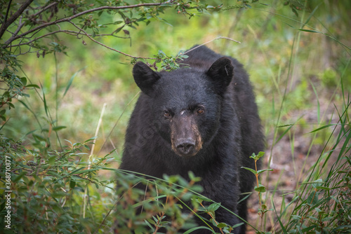 Young black bear in between berry patches during the summertime. Taken in Yukon Territory, Northern Canada.  © Scalia Media
