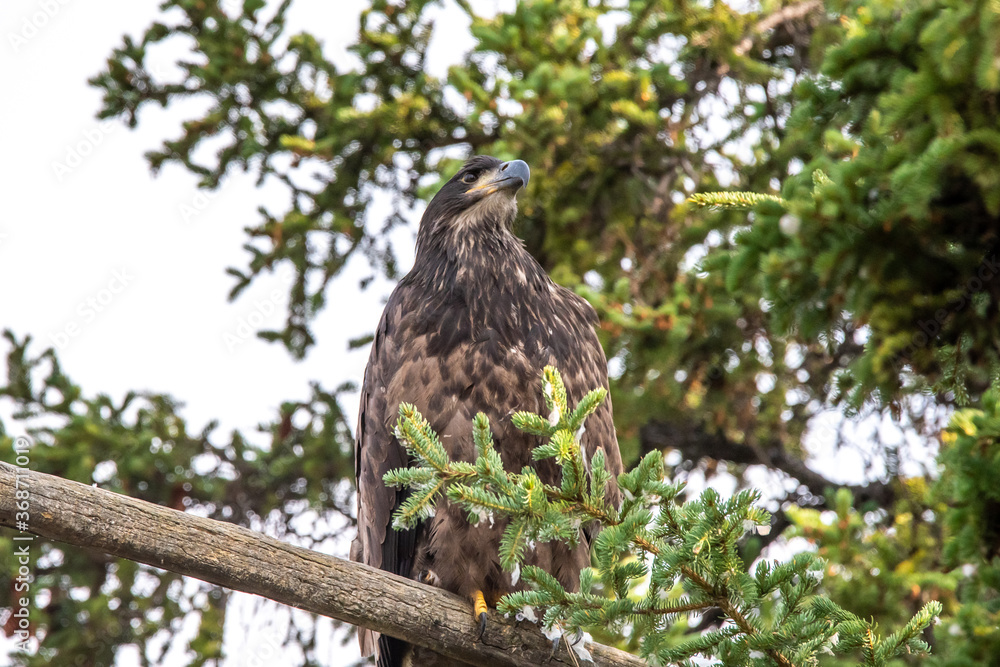 Juvenile bald eagle perched up a tree in the summertime with green tree background. Juvenile bald eagle perched up a tree in the summertime with green tree background.