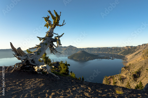Early morning at Crater lake NP, Oregon. Wood snag with moss on the foreground © Victoria