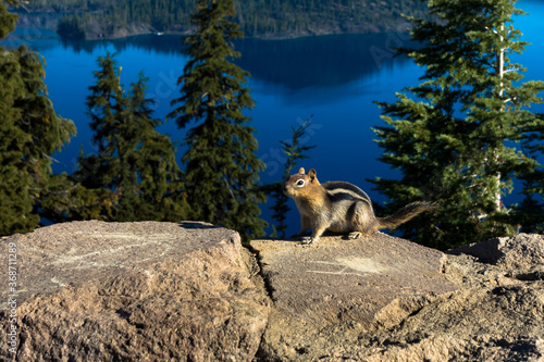 Foto Cute Chipmunk on a stone board in the Crater Lake National park, Oregon