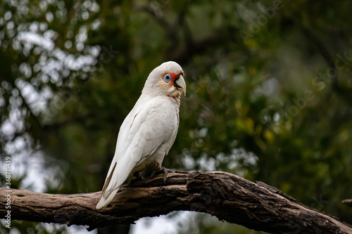 A Corella perched on a tree