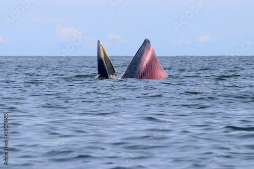 Bryde's whale or Eden's whale