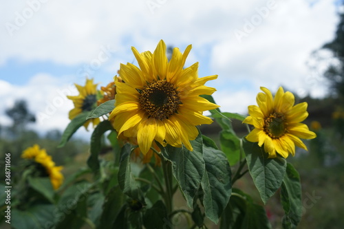 Sunflowers that are blooming in the garden during the day