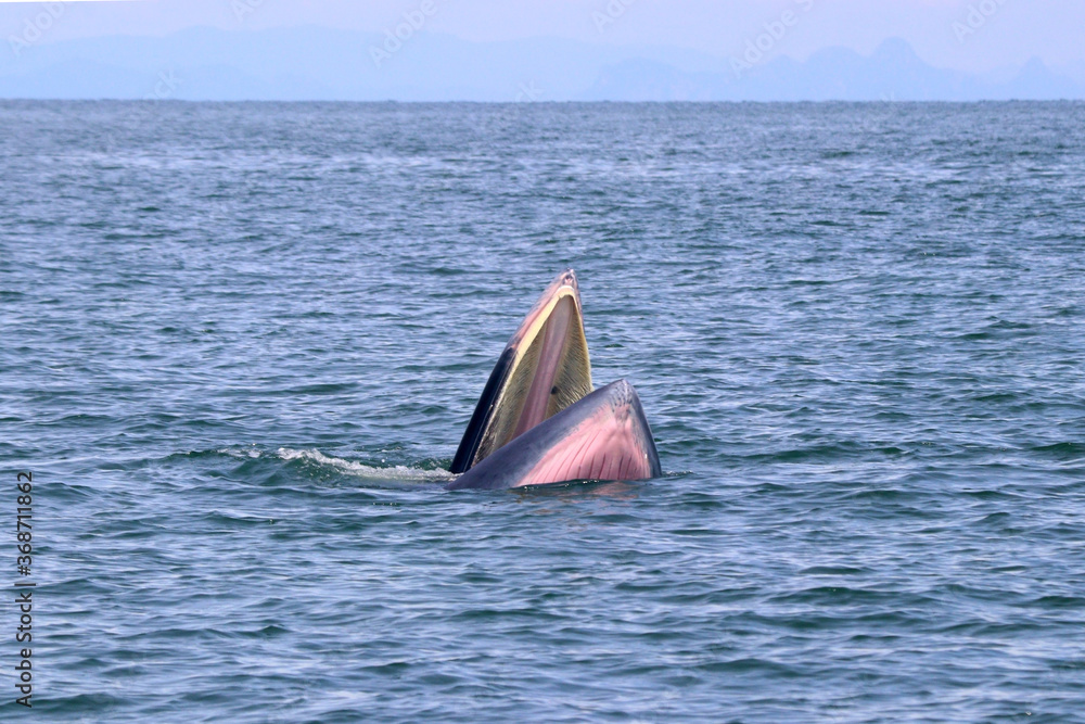 Naklejka premium Bryde's whale or Eden's whale