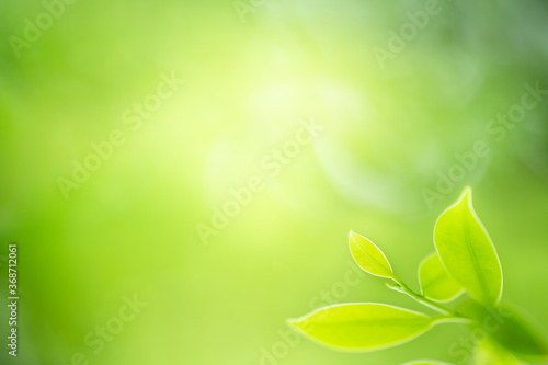 Fresh green leaf under sunlight for nature on blurred and bokeh background with copy space for text.