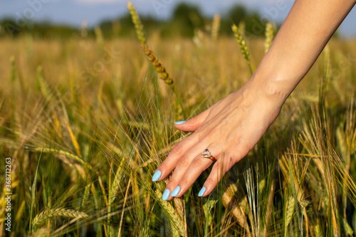 Woman s hand touch young wheat ears at sunset or sunrise. Rural and natural scenery.