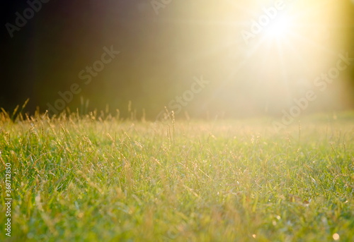 The natural green lawn of the farm during the morning hours has natural sunlight.