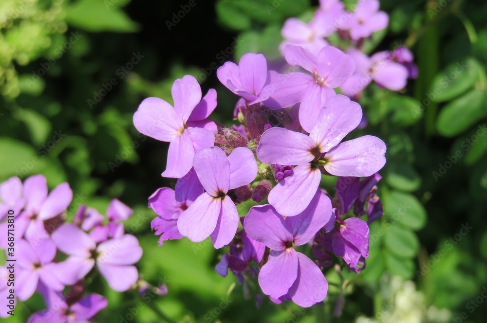 Beautiful purple Dame's rocket flowers (hesperis matronalis) in the garden, closeup