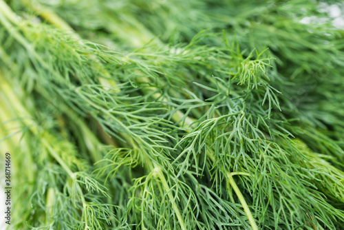 bunch of dill macro selective focus