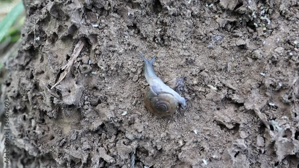 Snail crawl slowly on the anthill.