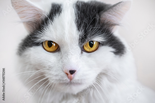 portrait of a white cat with yellow eyes and a majestic look