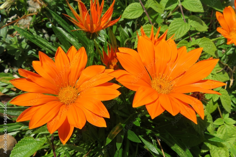 Beautiful orange gazania flowers in Florida zoological garden, closeup Beautiful orange gazania flowers in Florida zoological garden, closeup