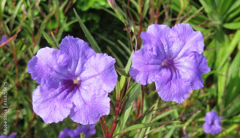 Beautiful purple petunia flowers in Florida nature, closeup Beautiful purple petunia flowers in Florida nature, closeup