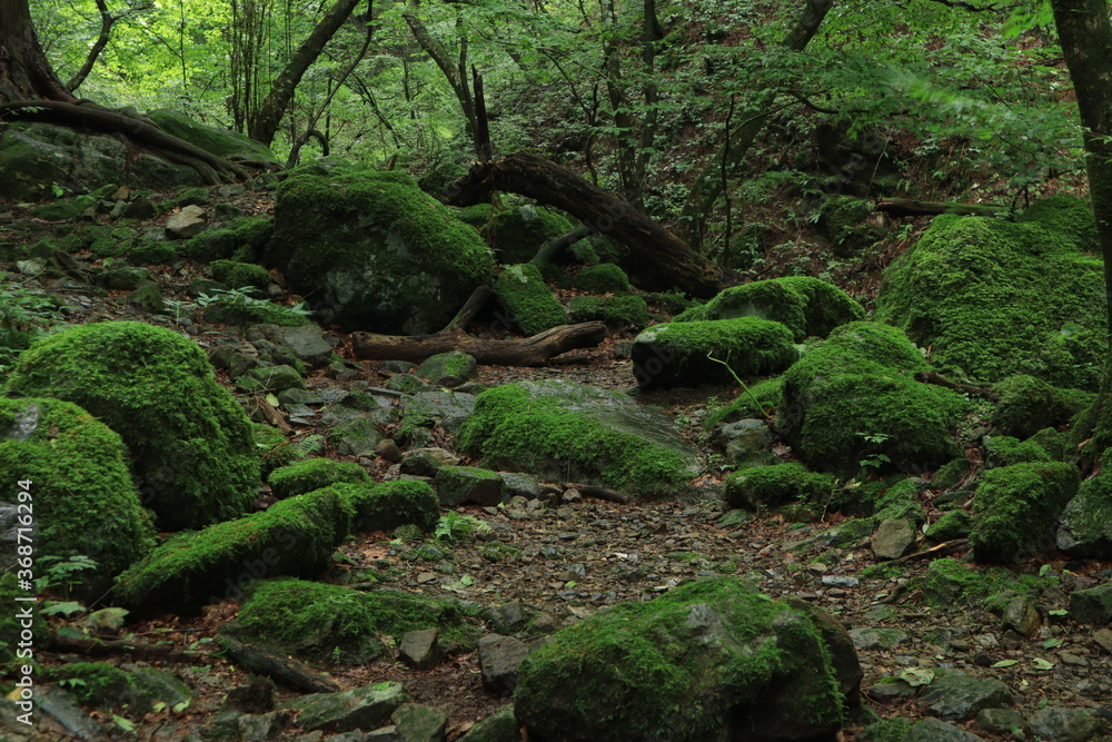 Nature in mitake mountain , japan ,tokyo Nature in mitake mountain , japan ,tokyo