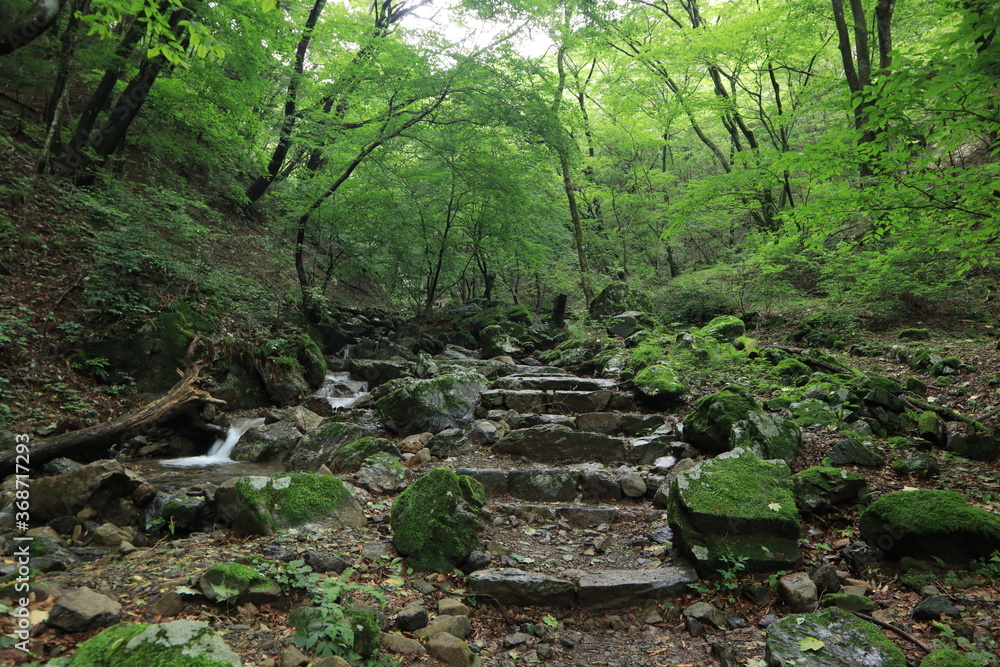 Fototapeta premium Nature in mitake mountain , japan ,tokyo