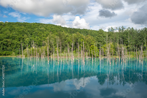 北海道 美瑛の白金青い池