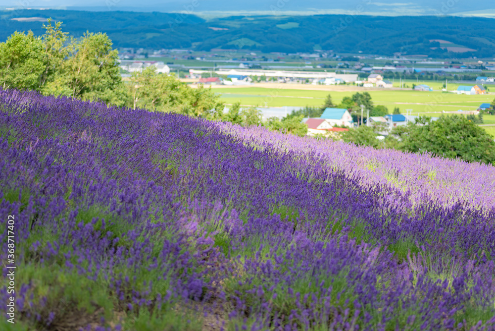 Fototapeta premium 北海道 富良野ラベンダー畑