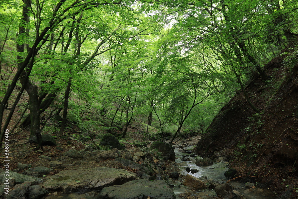 Nature in mitake mountain , japan ,tokyo