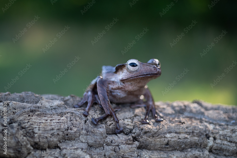 Borneo eared tree frog, polypedates otilophus on the branch Borneo eared tree frog, polypedates otilophus on the branch