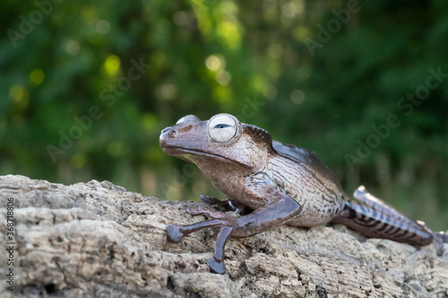 Borneo eared tree frog  polypedates otilophus on the branch