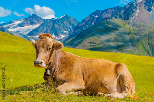 Cow in a pasture, Alps mountain in background , Austria © Dmitry Pistrov