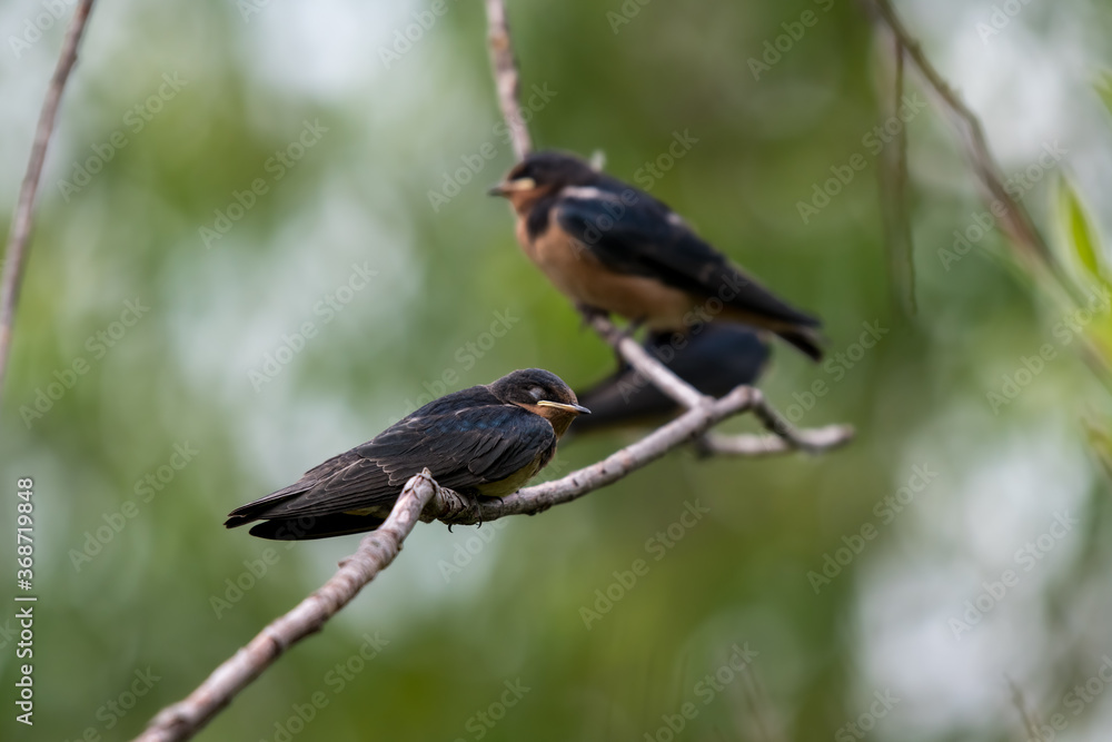 Banr swallow appearing to be sleeping on a thin twig with some other swallows in the background