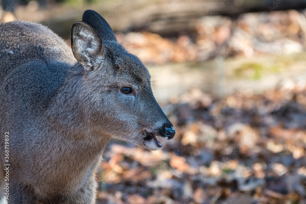 Fototapeta premium White-tailed deer fawn chewing its cud in the woods