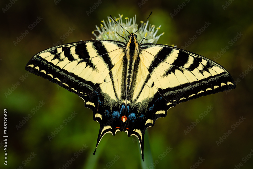 Closeup of butterfly on green onion flower Closeup of butterfly on green onion flower