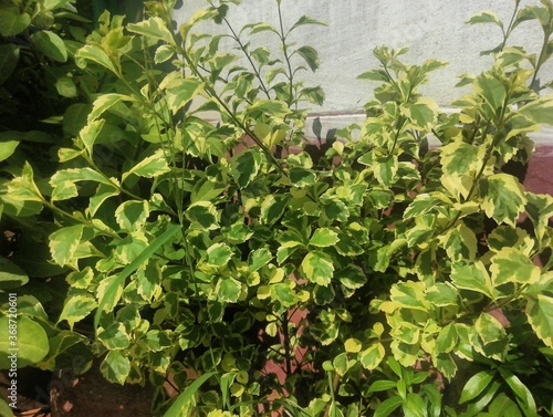 Decorative green leaves in a greenhouse