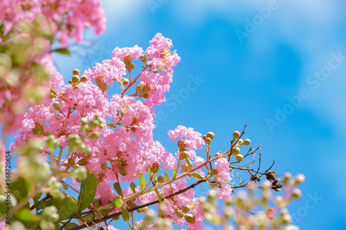 サルは滑らないのにサルスベリ、一番見頃です