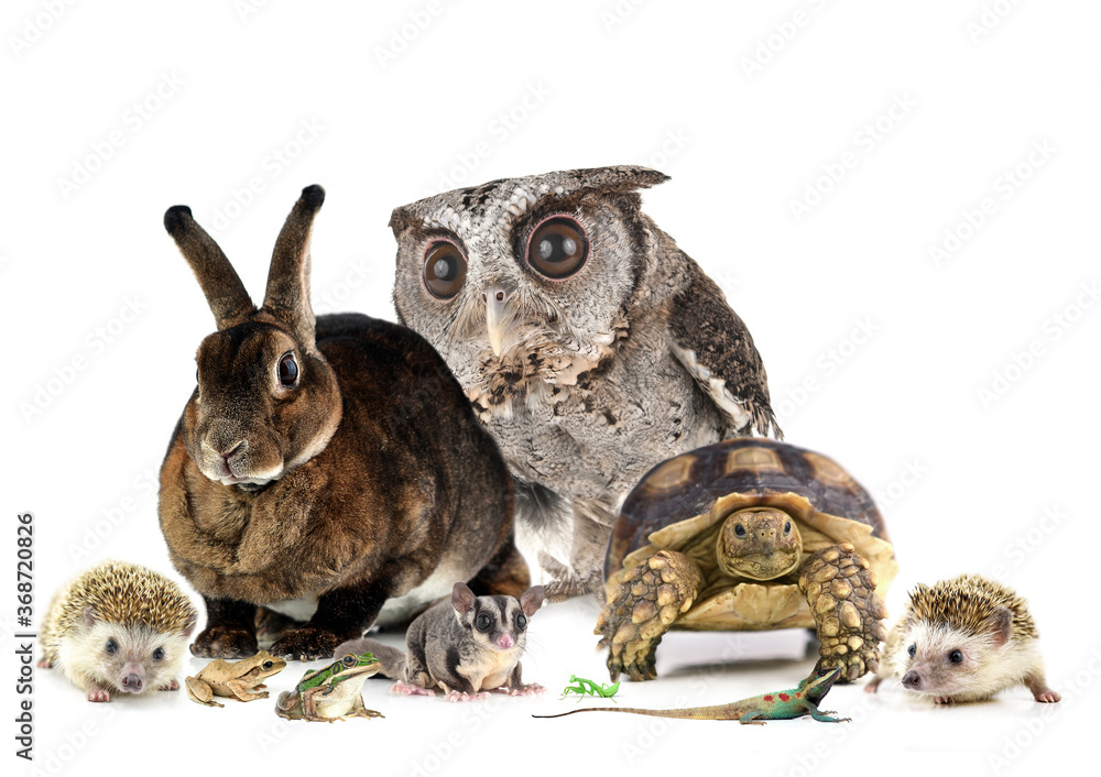 Obraz premium Animal pictures isolated on a white background