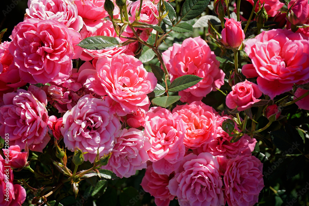 Fototapeta premium Blossoming pink roses in garden.