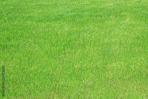Green rice field for background, Blurred and soft focus.