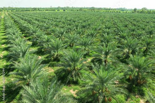 Plantation of date palm trees