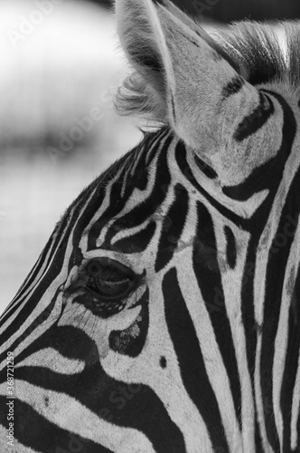 Bild auf Leinwand zebras in the park rustling grass