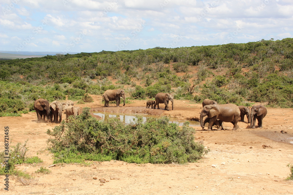 Elephant in Addo Elephant Park, Port Elizabeth, South Africa. Elephant in Addo Elephant Park, Port Elizabeth, South Africa.