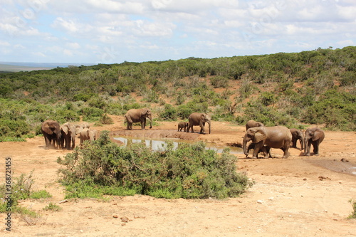 Elephant in Addo Elephant Park  Port Elizabeth  South Africa.