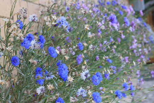 Wallpaper Mural field of lcornflowers flowers Torontodigital.ca