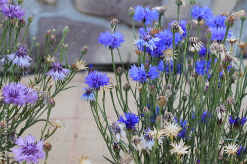 Wallpaper Mural cornflowers flowers in the garden Torontodigital.ca