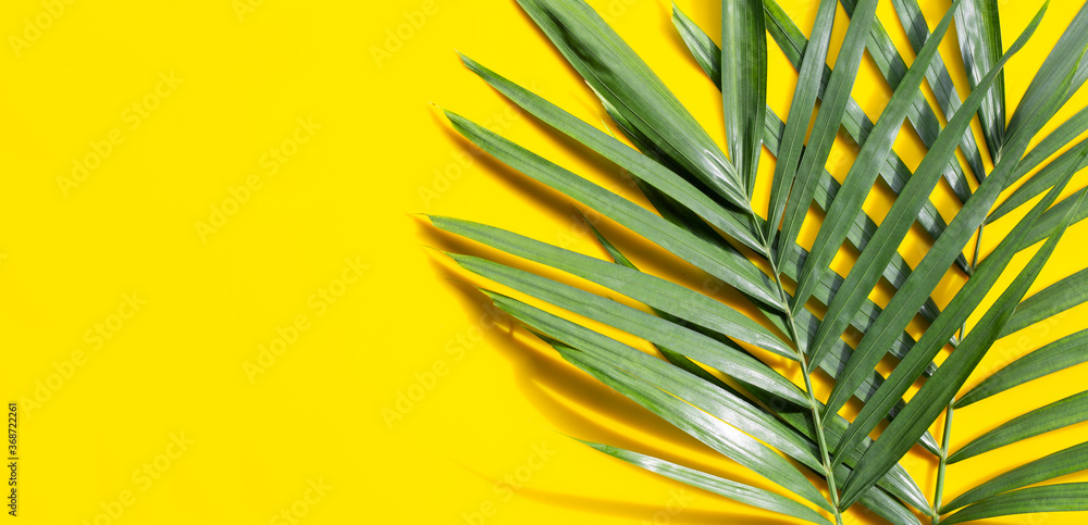 Tropical palm leaves on yellow background. Tropical palm leaves on yellow background.