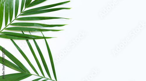 Tropical palm leaves on white background.