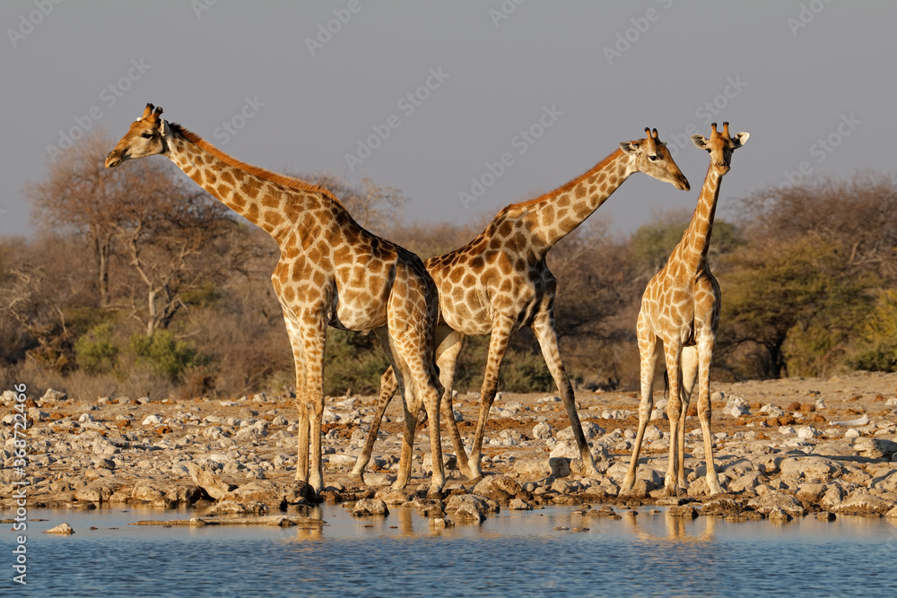 Obraz premium Giraffes (Giraffa camelopardalis) at a waterhole, Etosha National Park, Namibia.