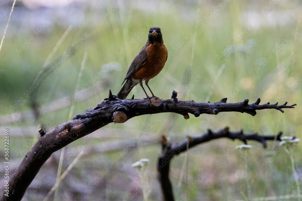 robin perched on a branch robin perched on a branch