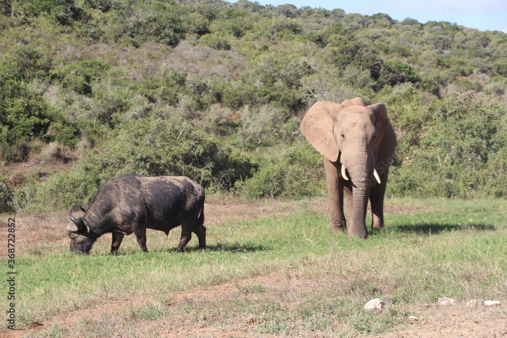 Elephant in Addo Elephant Park, Port Elizabeth, South Africa. Elephant in Addo Elephant Park, Port Elizabeth, South Africa.