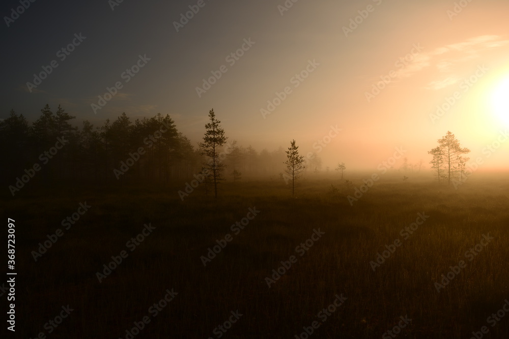 Sunlight in a blue sky over forest swamp in the early summer morning Sunlight in a blue sky over forest swamp in the early summer morning