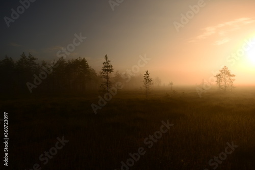 Sunlight in a blue sky over forest swamp in the early summer morning
