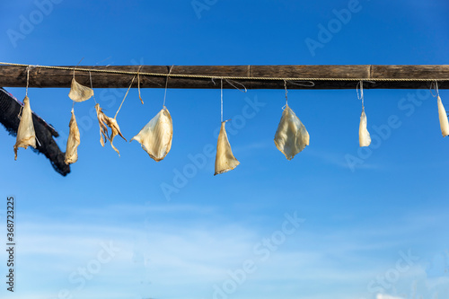 Pieces of sun dried cutter fish or squid hanging on a string at local fishing village contrast with blue sky. Local fishermen put small pieces of cutter fish for sun drying as traditional practice